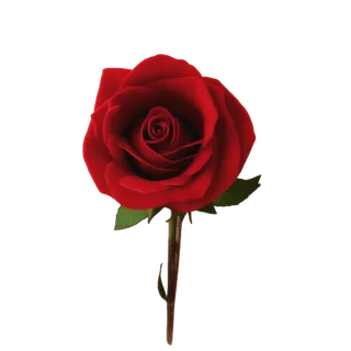 单只玫瑰免扣原创素材