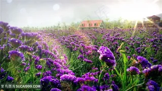 阳光照射下的薰衣草鲜花花海