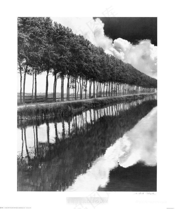 唯美一排树河流风景画插画