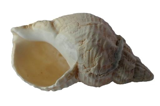 贝壳 PNG免抠(960x640)