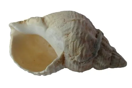 贝壳 PNG免抠(960x640)