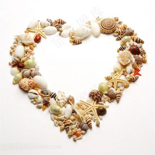 大海的贝壳和海螺摄影