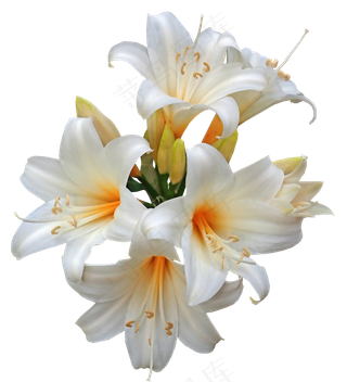 百合, 白色的, 颠茄, 复活节的百合