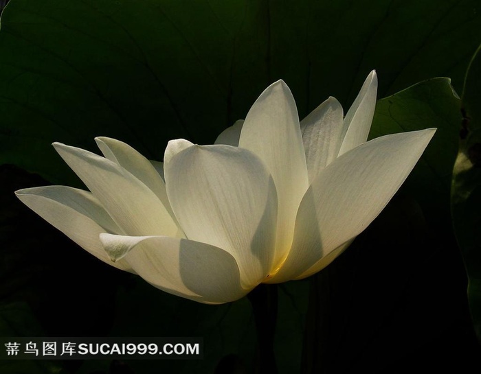 唯美娇艳的荷花鲜花