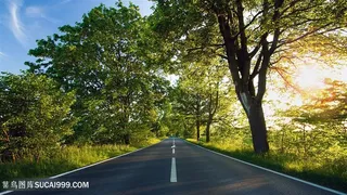 大树道路美景壁纸