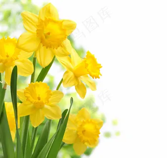 黄色水仙花高清图片