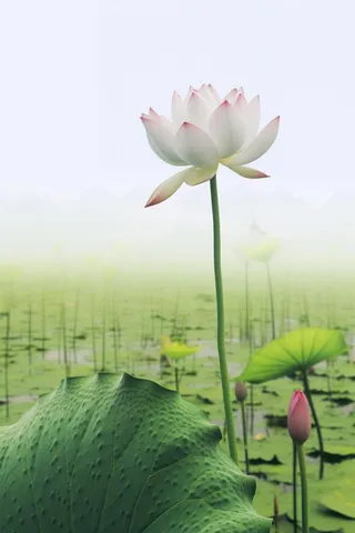 简约清新莲花背景