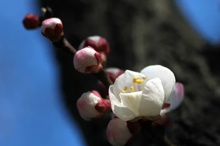 照片 052蓝色背景中的白色花朵