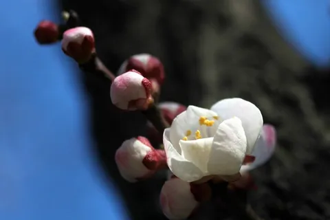 照片 052蓝色背景中的白色花朵 照片 052蓝色背景中的白色花朵