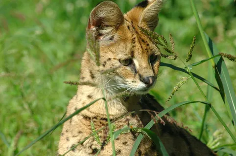 可爱小豹素材图片下载