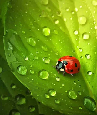 春天夏天七星瓢虫动物昆虫在绿叶上，谷雨立夏夏至小暑摄影图