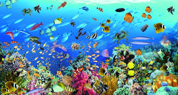 海底世界背景墙psd模版下载