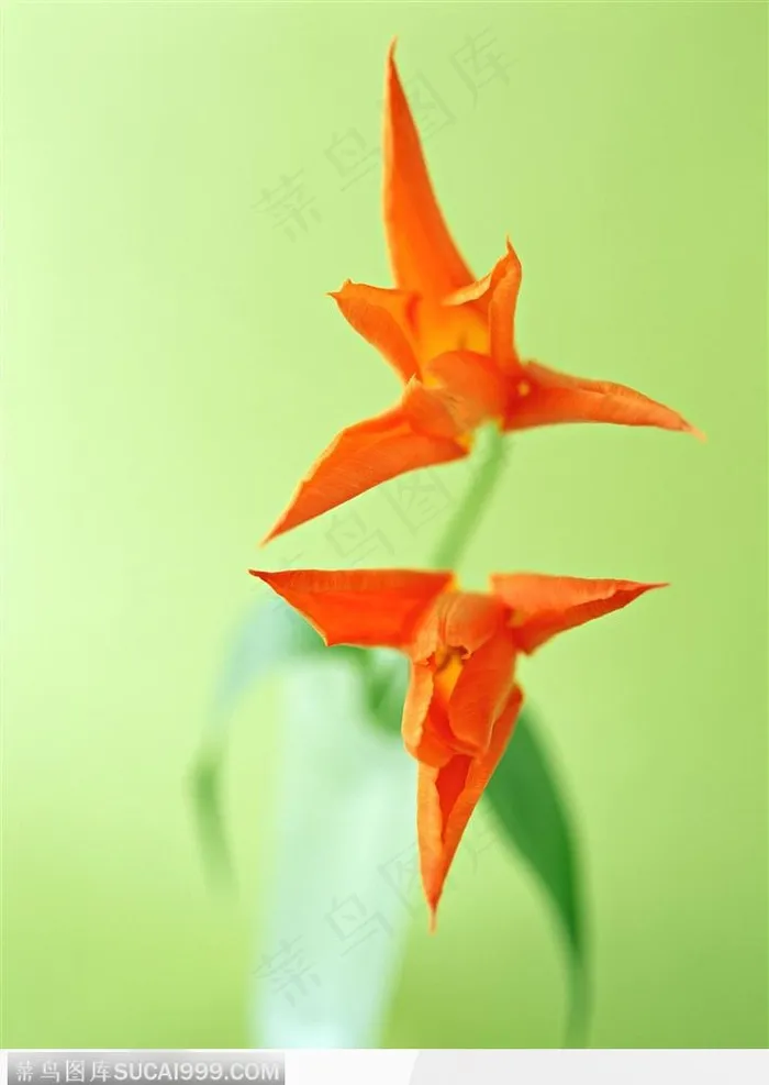 花的彩绘-花瓶中的郁金香