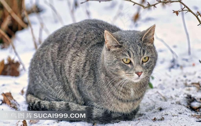 趴在雪地上的花猫