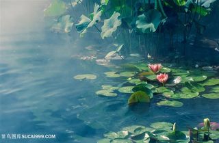 梦幻荷塘莲花池塘