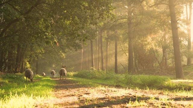 羊, 早晨, 太阳光, 自然, 景观, 日出, 绿色