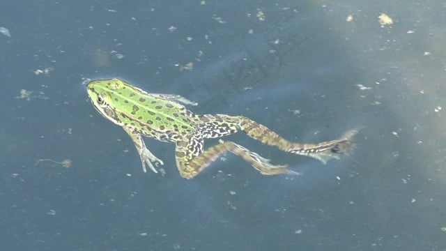 青蛙, 水, 池塘, 池塘青蛙, 水蛙, 池塘居民, 游泳