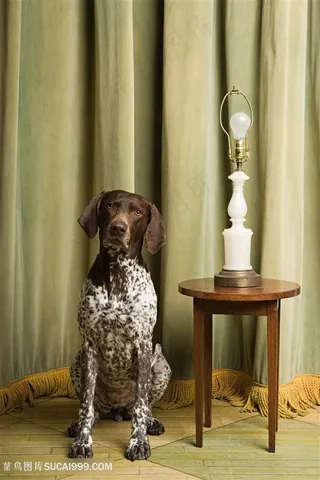 高清宠物狗狗摄影图片