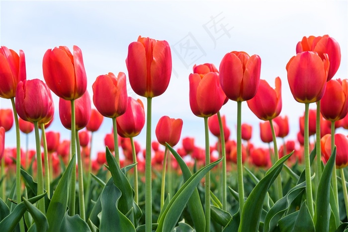 唯美郁金香花海鲜花图片