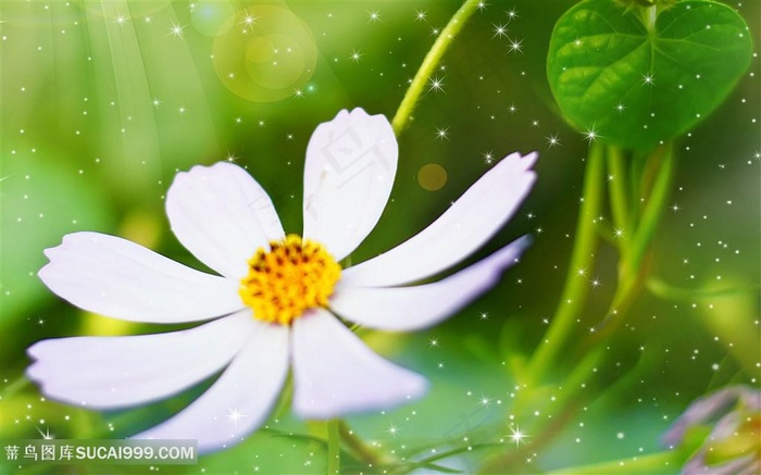 唯美荷花高清特写图片