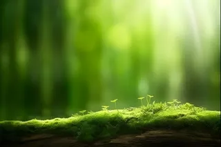 树苗小草阳光摄影