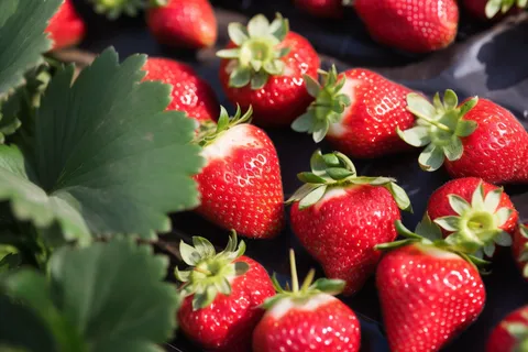 草莓种植园摄影图 草莓种植园摄影图