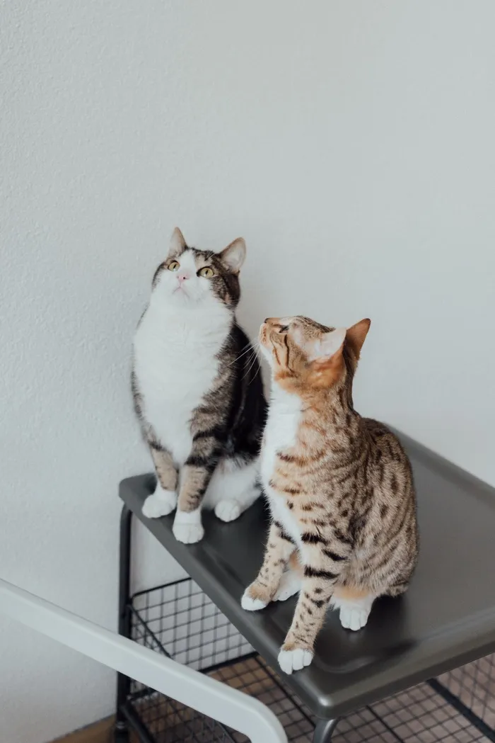 可爱猫咪猫猫摄影素材