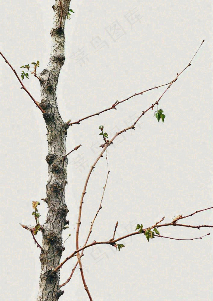 简约白底户外枝叶树枝，极简中国风，立冬摄影图