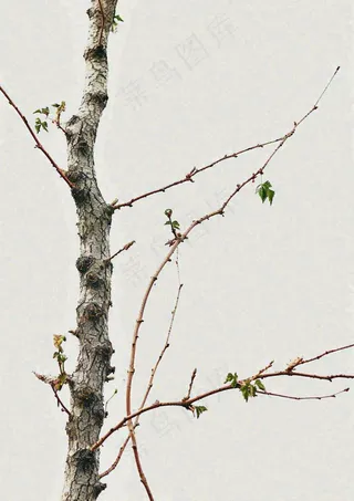 简约白底户外枝叶树枝，极简中国风，立冬摄影图