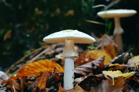 秋季伞状白蘑菇图片 秋季伞状白蘑菇图片