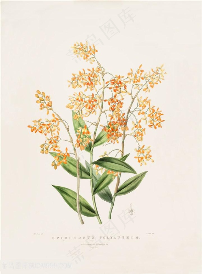 手绘高清兰花复古装饰画