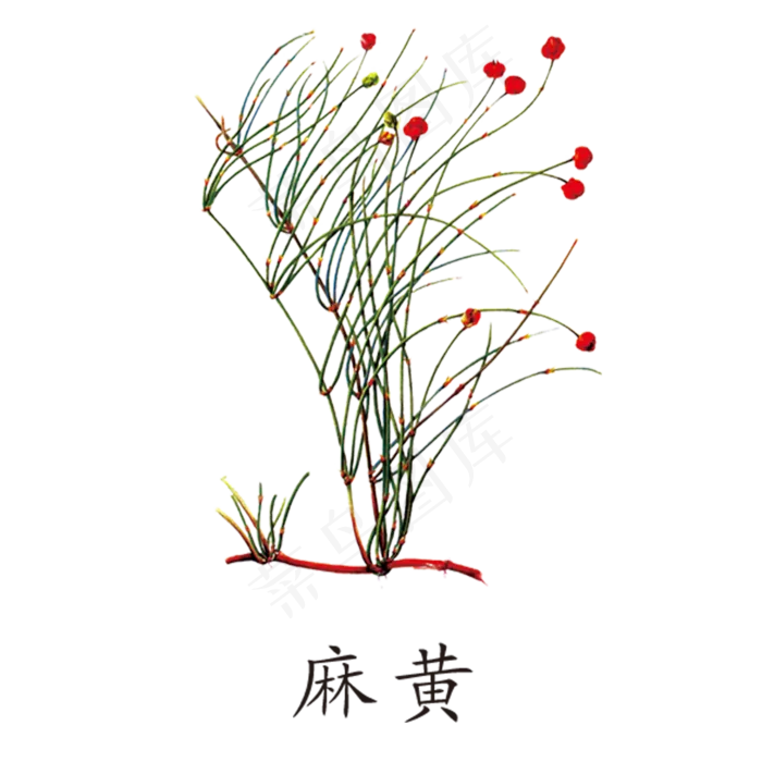 手绘草本中药药材麻黄