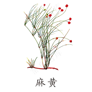 手绘草本中药药材麻黄