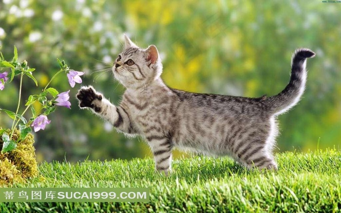 草地上的鲜花与小猫