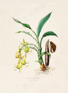 彩色兰花手绘彩绘插画图片