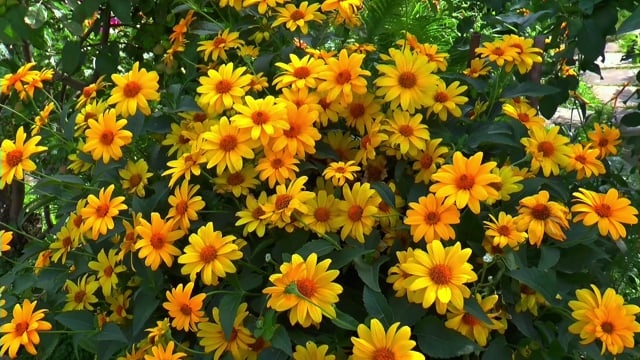 花朵, 洋甘菊, 夏天, 花卉, 宏, 特写, 花园, 自然