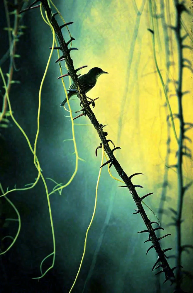 秋天秋叶森林墨绿树枝枝叶，暗黑风(896x1360)