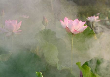 瑶池花开又一年