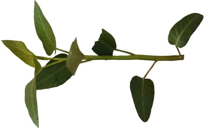 一根空心菜水旺菜阳台蔬菜免抠实拍实物摄影元素素材psd模版下载
