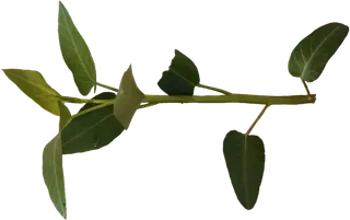 一根空心菜水旺菜阳台蔬菜免抠实拍实物摄影元素素材