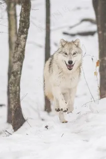 唯美野生动物张嘴的狼图片 唯美野生动物张嘴的狼图片