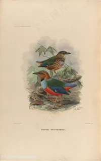 高清小鸟装饰画油画图片