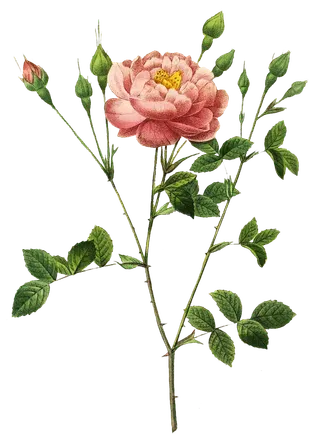 复古手绘植物花卉玫瑰花PNG免扣图案高清图片PS设计素材图