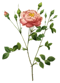 复古手绘植物花卉玫瑰花PNG免扣图案高清图片PS设计素材图 复古手绘植物花卉玫瑰花PNG免扣图案高清图片PS设计素材图