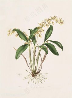 手绘高清兰花彩绘插画