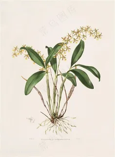 手绘高清兰花彩绘插画