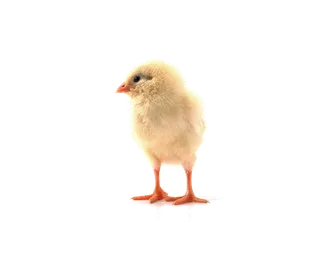 鹌鹑蛋 (超市商品白底图免抠实物摄影png格式图片透明底251