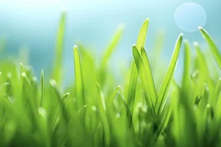 小草嫩叶嫩芽绿色海报素材背景