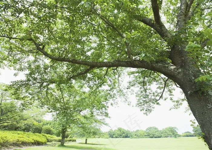 草地天空-高大的树