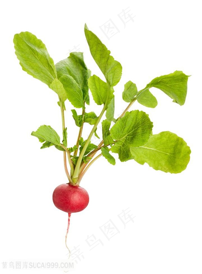 泡菜萝卜高清图片